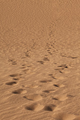 desert sand - death valley dunes - united states - america