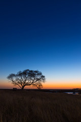 Fototapeta na wymiar Lone Tree Sunset Vertical