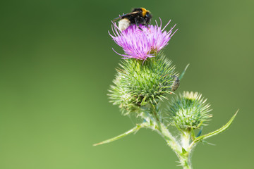 Bee on a thistle flower