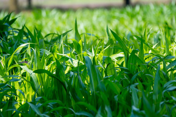 Green corn field