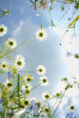 View at blue sky from meadow with wild flowers