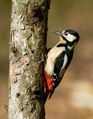 Great spotted woodpecker