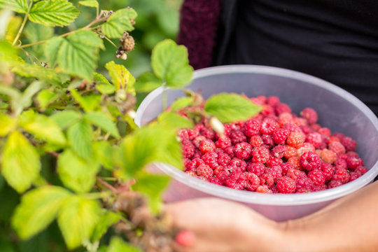 Image of a girl collecting real forest raspberries