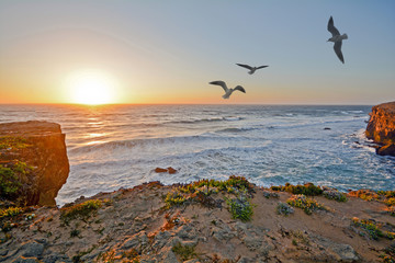 Coastline near Aljezur and Praia da Amoreira, Beach with seagulls in the evening sun, Algarve...