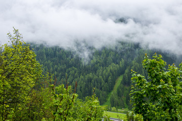 Fototapeta premium Forested mountain in cloud with the evergreen conifers