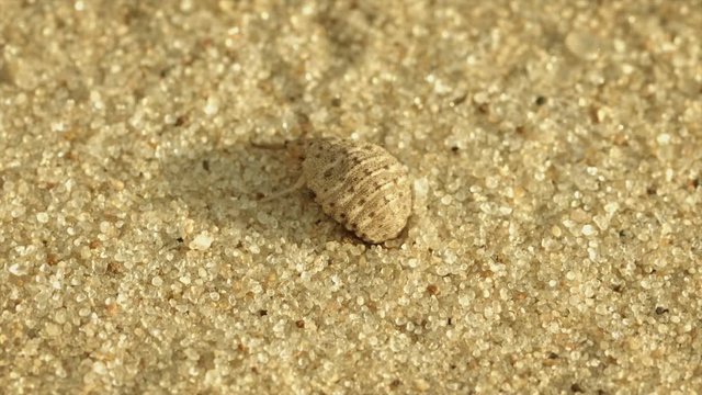 Video 1080p - Antlion larva burrows in the sand close up