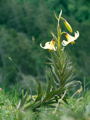 Lonely flower with yellow buds standing on meadow on a blurred background