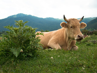 A cow lies on a grass next to the prickly bush on a background of mountains and sky