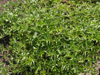 ゲンノショウコ　薬草