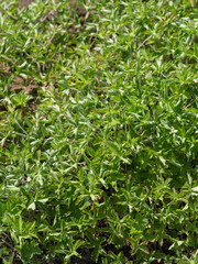 ゲンノショウコ　薬草