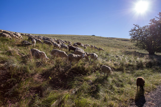troupeau de mouton en contre jour sur les collines des Cévennes