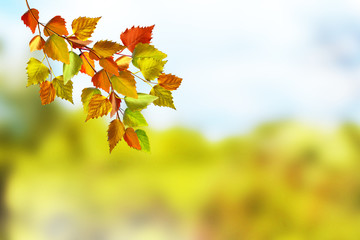 Autumn landscape. Beautiful  leaves. landscape. Colorful trees