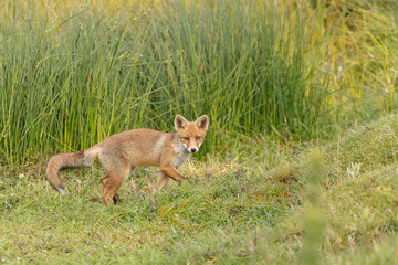 Red fox cub in nature
