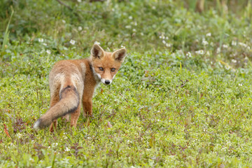 Fototapeta premium Lis czerwony lis w naturze