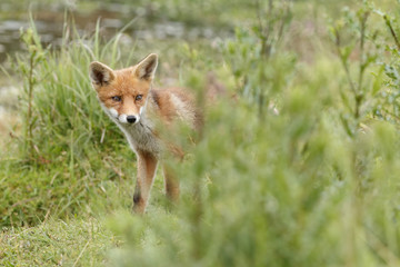 Red fox cub in nature
