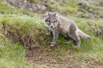Naklejka premium Arctic fox cub