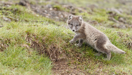 Naklejka premium Arctic fox cub