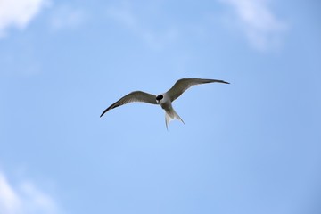 Fototapeta na wymiar A seagull in flight. 2