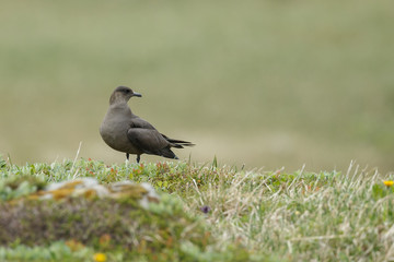 Arctic Skua
