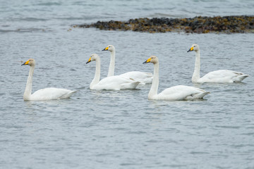 Fototapeta premium Whooper swan