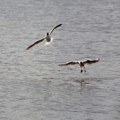 Gulls over the lake. 1
