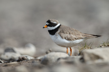 The common ringed plover or ringed plover (Charadrius hiaticula)
