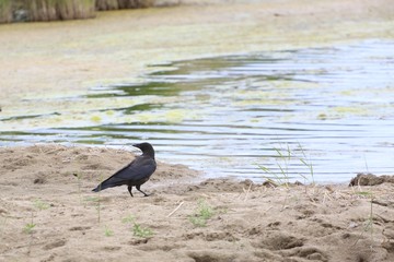 Black raven on the bank of the lake.
