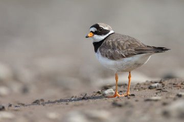 The common ringed plover or ringed plover (Charadrius hiaticula)
