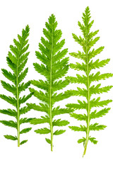 Schafgarbe frisches Blatt © dima_pics