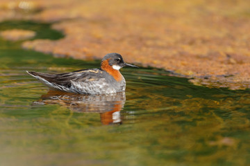The red-necked phalarope (Phalaropus lobatus)

