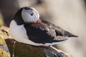 Puffin on the rocks at latrabjarg Iceland on a sunny day.

