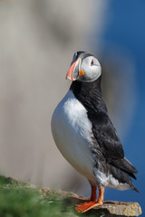 Puffin on the rocks at latrabjarg Iceland on a sunny day.
