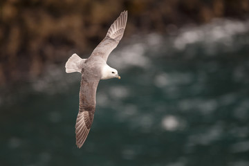 Northern Fulmar
