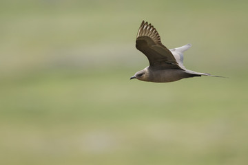 Arctic Skua
