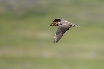 Arctic Skua
