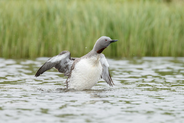 Fototapeta premium The red-throated loon or red-throated diver (Gavia stellate) 