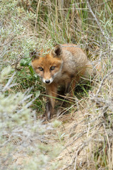 Red fox cub 
