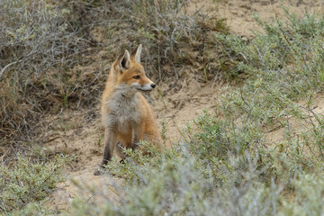 Red fox cub 
