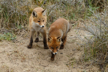 Red fox cub 
