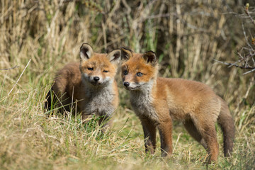 Red fox cub 

