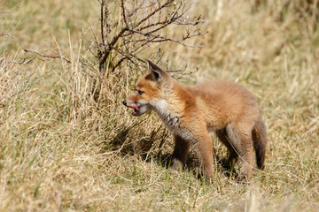 Red fox cub 
