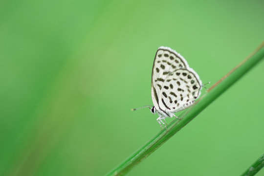 Butterfly perching on greem leaves  as background