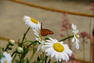 Julia butterfly  on a daisy