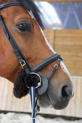 Regard paisible © emilielcrs