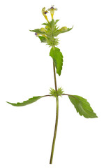 Blooming Large-flowered hemp-nettle, Galeopsis speciosa isolated on white background