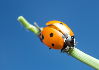 Seven spot ladybug, Coccinella septempunctata, copyspace in the photo