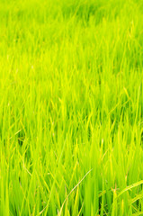 Fototapeta na wymiar green rice field in farm background