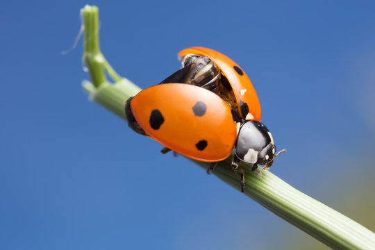 Seven spot ladybug, Coccinella septempunctata, copyspace in the photo