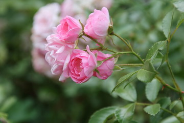 Beauty Rose flower