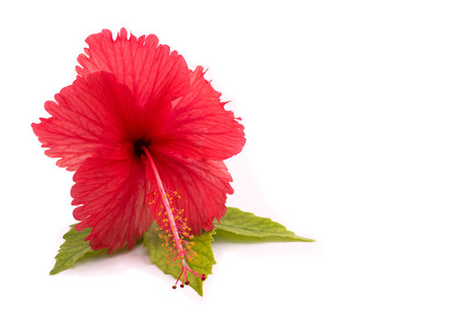 a red hibiscus flower isolated on white background